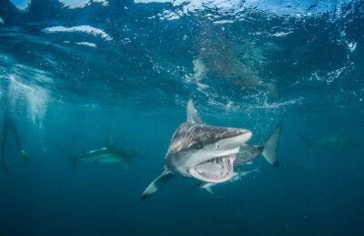 Фотообои тигровая акула