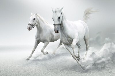 Фотообои для кухни Две белые лошади