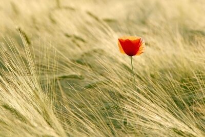 Фотообои Одинокий цветок мака