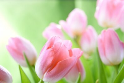 Фотообои для кухни Розовые тюльпаны
