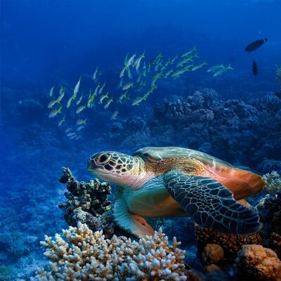 Черепаха на рифах