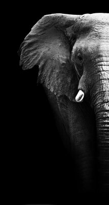 Черно-белые фотообои Слон