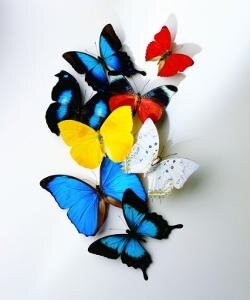 бабочки, цветные, махаон