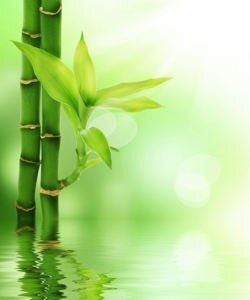 ветки, бамбук. зеленый, листья, вода